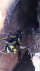 Leucospidae