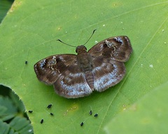 Quadrus u-lucida mimus