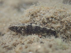 Redigobius