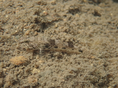 Glossogobius olivaceus