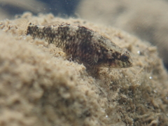 Redigobius