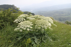 Heracleum stevenii