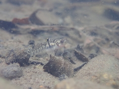 Mugilogobius chulae