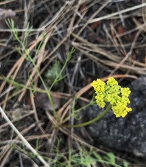 Lomatium triternatum