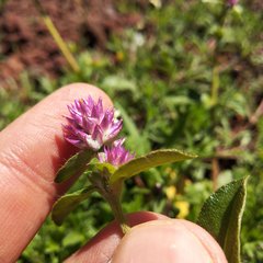 Gomphrena serrata