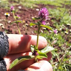 Gomphrena serrata