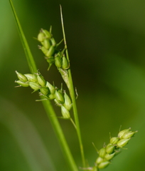 Carex conoidea