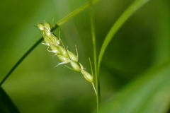 Carex conoidea