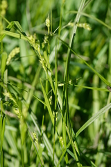 Carex conoidea