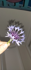 Centaurea cyanus