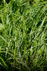 Carex conoidea