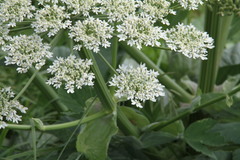 Heracleum stevenii