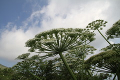 Heracleum stevenii