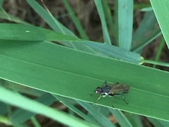 Cordilura