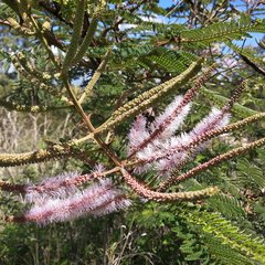 Mimosa benthamii