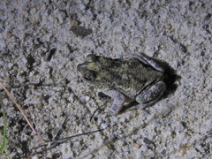 Rhinella mirandaribeiroi