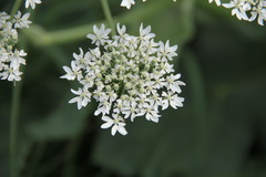 Heracleum stevenii