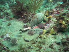 Odontocymbiola magellanica