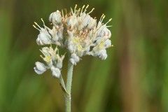 Lachnanthes caroliniana image