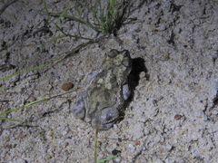 Rhinella mirandaribeiroi