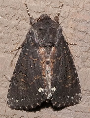 Melanchra assimilis