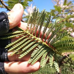 Mimosa benthamii