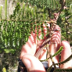 Mimosa benthamii