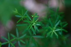 Galium concinnum