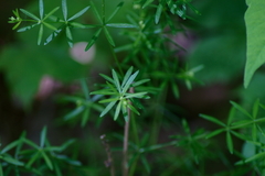 Galium concinnum