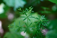 Galium concinnum