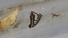 Graphium evemon