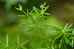 Galium concinnum