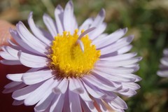 Erigeron pinnatisectus