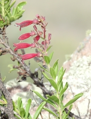 Penstemon coriaceus