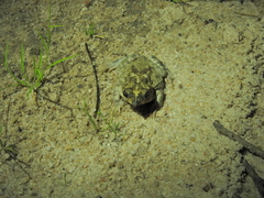 Rhinella mirandaribeiroi