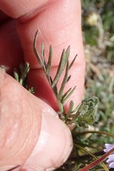 Erigeron pinnatisectus