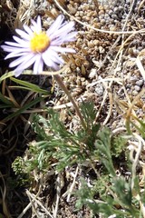 Erigeron pinnatisectus