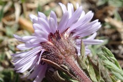 Erigeron pinnatisectus