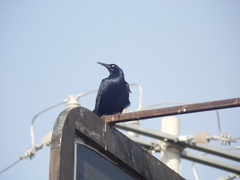 Quiscalus mexicanus