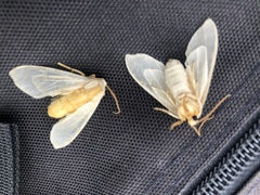 Halysidota tessellaris