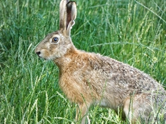 Lepus europaeus