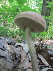 Leccinellum albellum