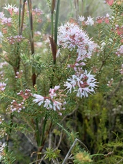 Agathosma ciliaris