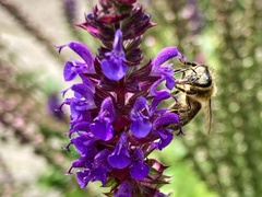 Apis mellifera