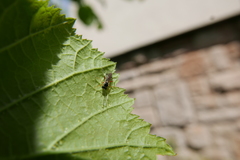 Diplazon laetatorius