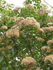 Ageratina tinifolia