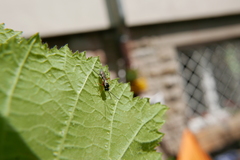 Diplazon laetatorius