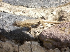Sceloporus grammicus