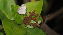 Megisba malaya sikkima