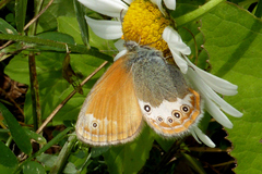 Coenonympha
